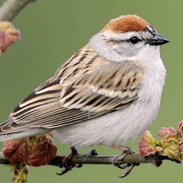 Schwirrammer