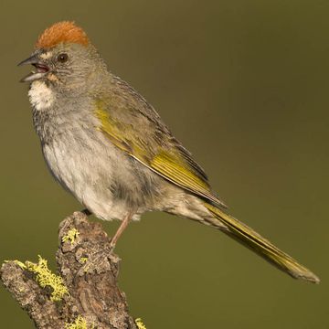 Grünschwanzgrundammer