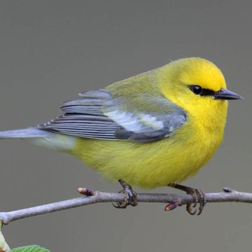 Vermivora cyanoptera