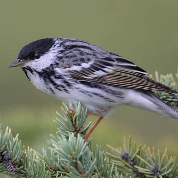 Dendroica striata