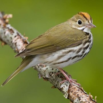 Seiurus aurocapilla
