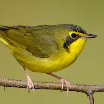 Oporornis formosus