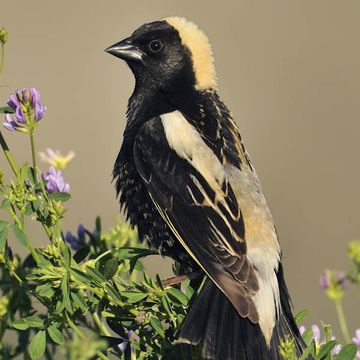 Dolichonyx oryzivorus