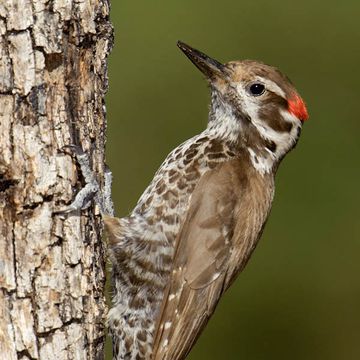 Picoides arizonae