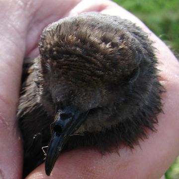 Madeirawellenläufer