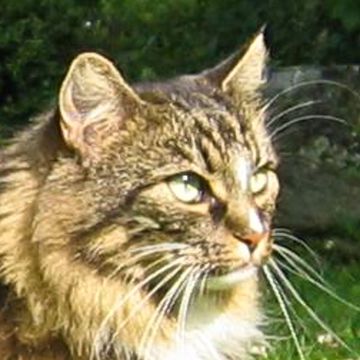 Norwegische Waldkatze