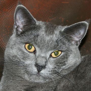 Chartreux