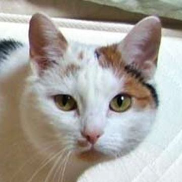 Manx