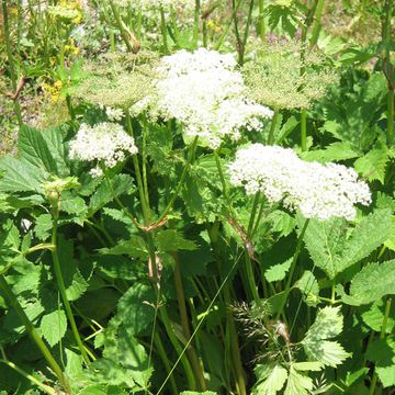 Peucedanum ostruthium