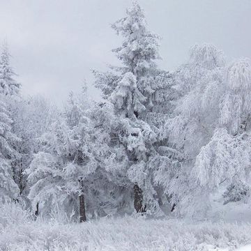 Norway Spruce