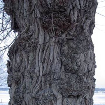 Crack Willow