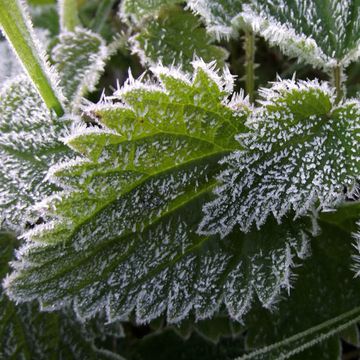 Urtica dioica