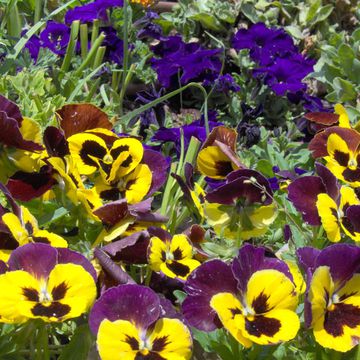 Viola tricolor