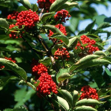 Elder (Red)