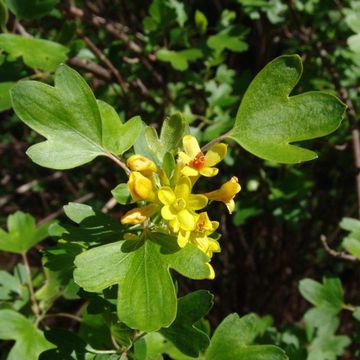 Golden Currant