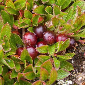 Alpine Bear Berry