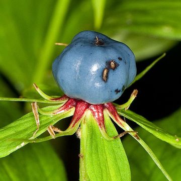 Herb Paris