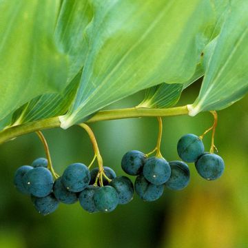 Solomon's Seal