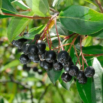 Black Chokeberry