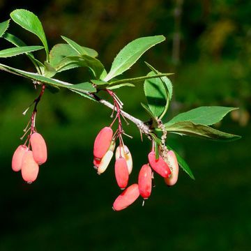 Berberis lecomtei
