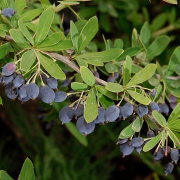 Berberis lycium