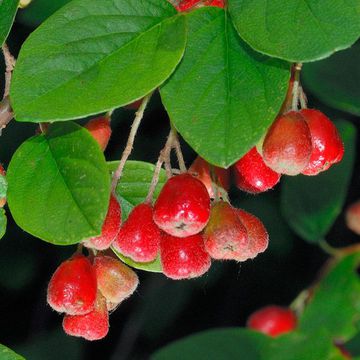 Zabel`s Cotoneaster