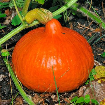 Red Kuri Squash