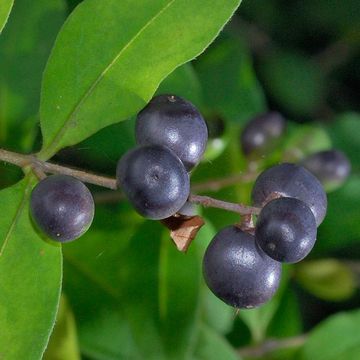 Tschonoski Privet 