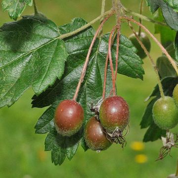 Florentiner Apfel