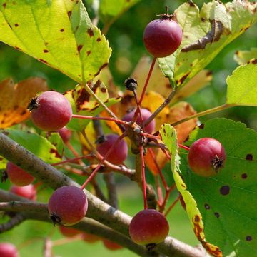 Honan Crabapple