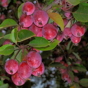 Eleyi Crabapple