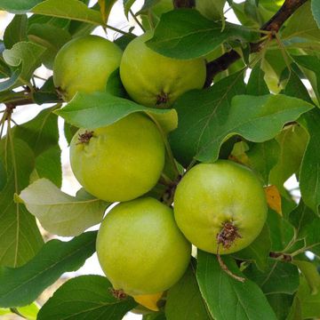 Sievers` Crabapple