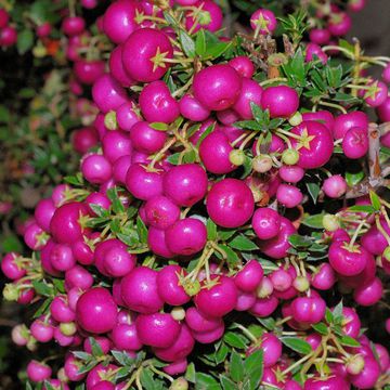 Prickly Heath "Purpurea"