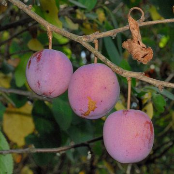 Queen Victoria Plum