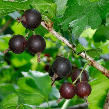 Ribes × nidigrolaria