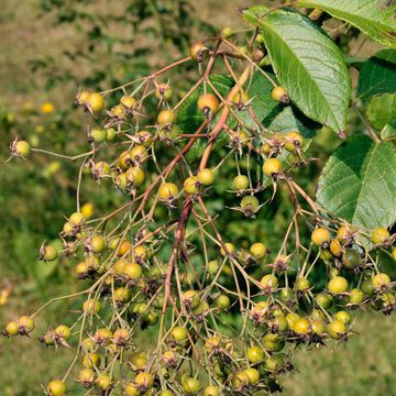 Brombeer-Rose