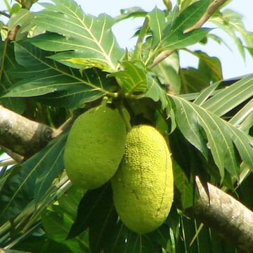 Artocarpus communis