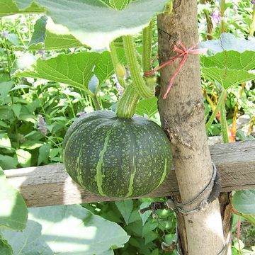 Squash