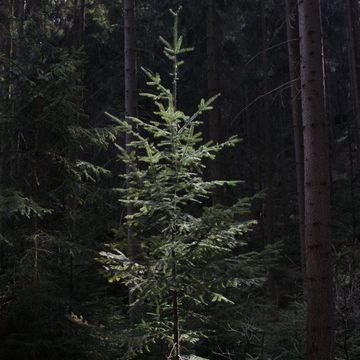 Douglas-Fir