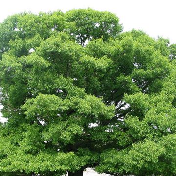 Red Oak (Northern)