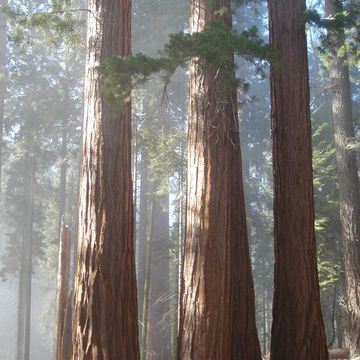 Giant Sequoia