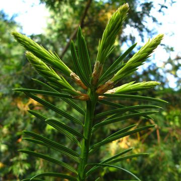 California Torreya