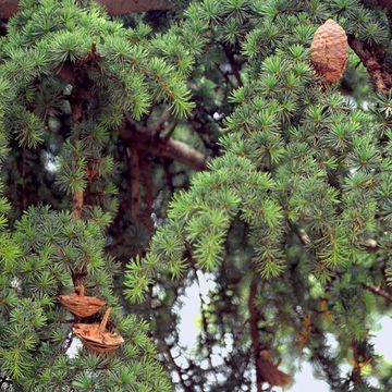 Lebanon Cedar