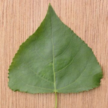 Populus nigra 'Italica'