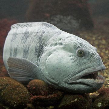 Atlantic wolffish