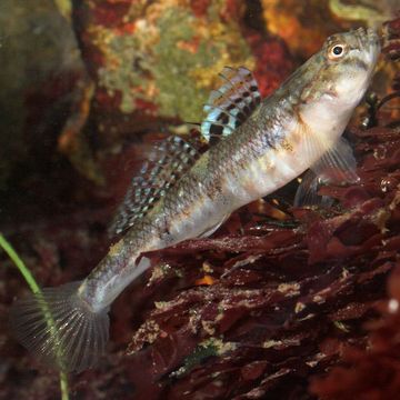 Pomatoschistus pictus