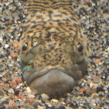 Greater weever