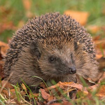 European Hedgehog