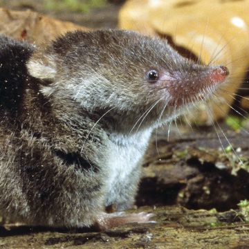 Eurasian Shrew