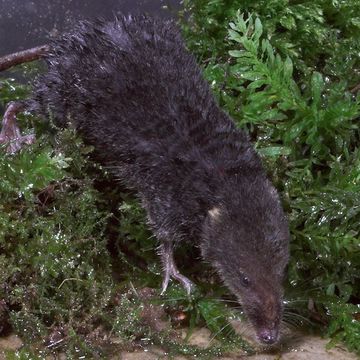 Eurasian Water Shrew